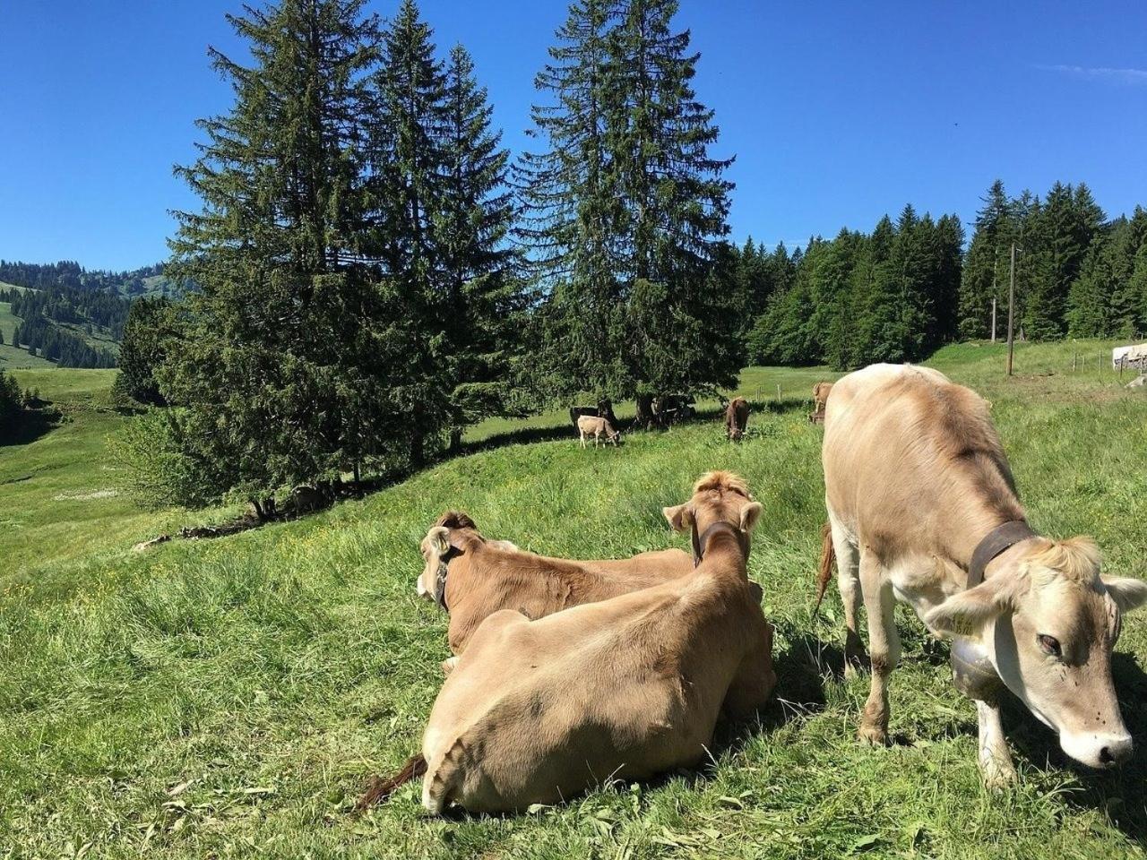 Appartement Nr 19, Alpenappartementhaus, Oberstaufen-Steibis, Allgaeu, Oberstaufen Plus 外观 照片